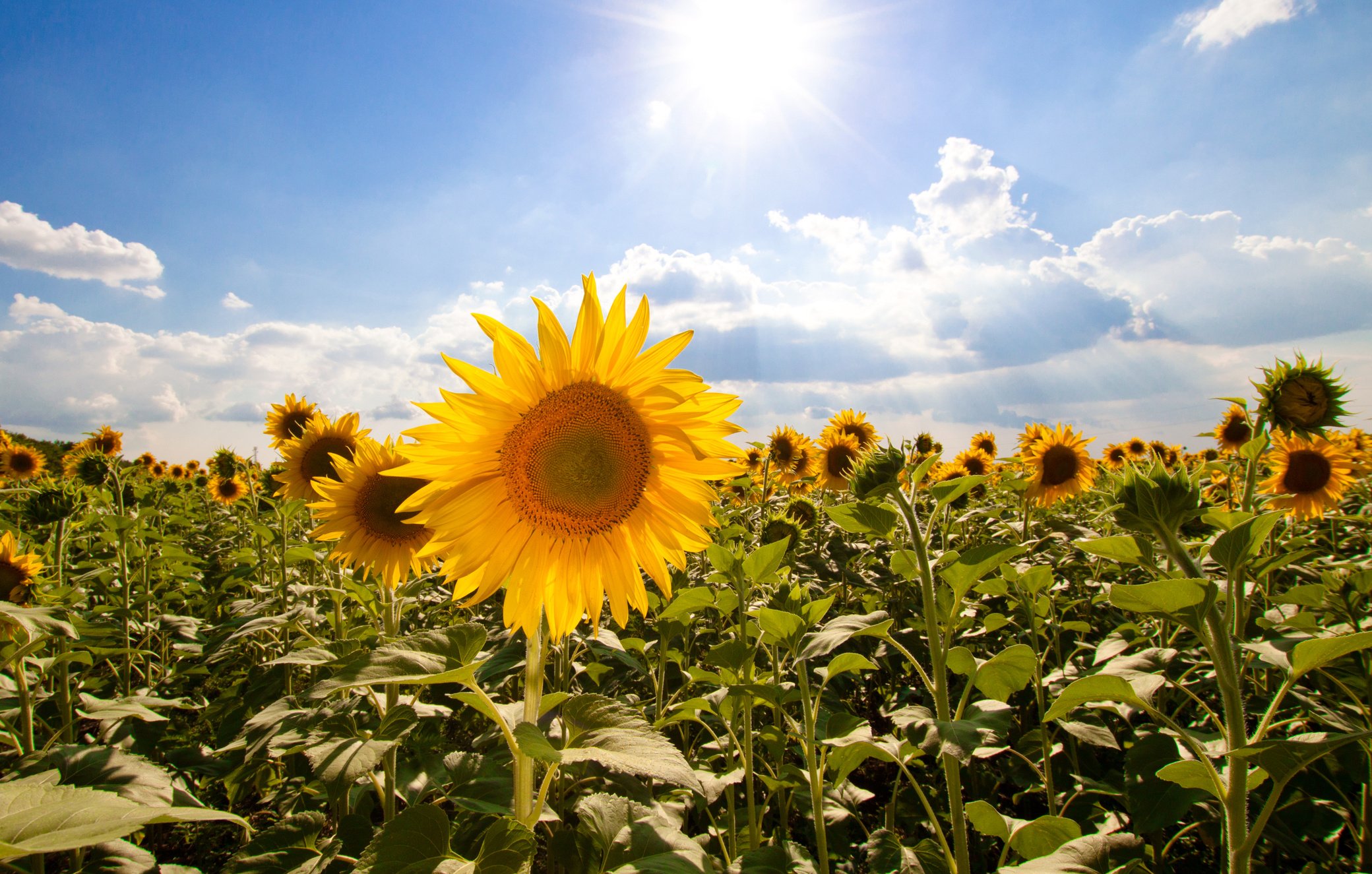 Sunflowers in the Field at Sunny Day